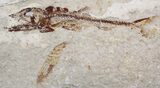 Predatory Eurypholis Fossil Fish With Shrimp - Part/Counterpart #24126-4